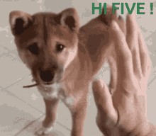 High Five Dog GIF - High Five Dog Cute GIFs