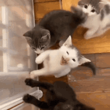 Kitten Meow GIF - Kitten Meow Beg GIFs