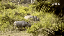 Grazing Protecting Rhinos In Kaziranga National Park GIF - Grazing Protecting Rhinos In Kaziranga National Park World Rhino Day GIFs