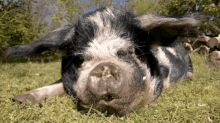 Sniff Pig GIF