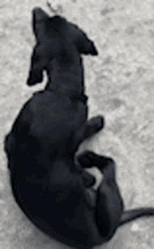 Dog Pet GIF - Dog Pet Scratch GIFs
