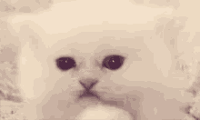 a close up of a white kitten 's face looking at the camera .