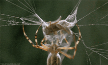 Spider Net GIF