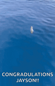 a dolphin is jumping out of the water with the words `` congratulations jayson '' below it .