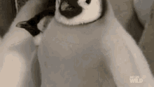 Blinking National Geographic GIF - Blinking National Geographic A Young Penguins First Plunge GIFs