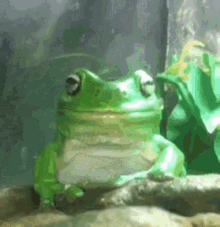 Frog Discord GIF - Frog Discord GIFs