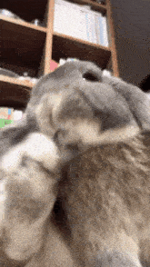 Fluffy Thumpers Licker GIF - Fluffy Thumpers Licker GIFs