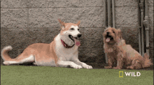 Panting National Geographic GIF - Panting National Geographic Wally The Dog GIFs