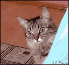 Shocked Cat GIF - Shocked Cat GIFs