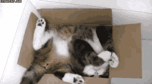 Cat Sleeping GIF - Cat Sleeping If I Fit I Sit GIFs