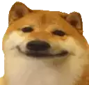 a close up of a dog 's face with a smile on its face .
