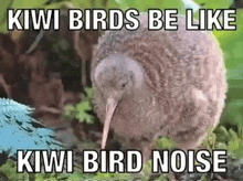 Kiwi Meme GIF - Kiwi Meme Bird GIFs