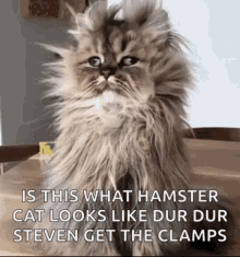Cat Hamster GIF - Cat Hamster Looks Like GIFs