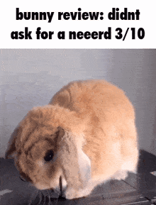 a picture of a bunny with the words bunny reviews didnt ask for a neeerd 3/10 below it