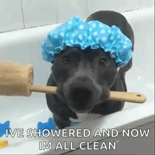 Shower Funny Animals GIF - Shower Funny Animals Dog - Discover & Share GIFs