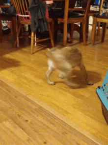 spin circle dog chase tail