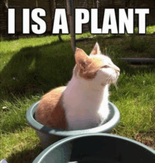 Cat Plant For U GIF - Cat Plant For U GIFs