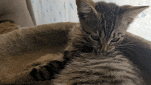 Meow Cat GIF - Meow Cat Timelapse GIFs