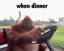 Dinner Monkey GIF - Dinner Monkey Chill GIFs