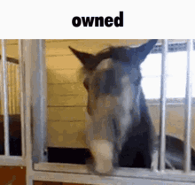 horse horses owned