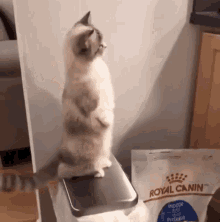 Cat Standing GIF - Cat Standing Kettlefaced GIFs
