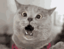 Omg Cat GIF - Omg Cat GIFs