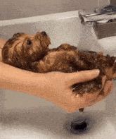 Dog Cute GIF - Dog Cute Washing GIFs