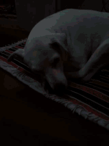 Dog Sleeping GIF - Dog Sleeping Cute GIFs
