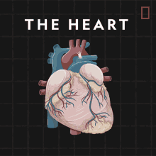 The Heart National Geographic GIF - The Heart National Geographic Anatomy GIFs