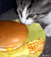 a close up of a cat looking at a cheeseburger on a table