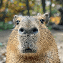 Capybara Squish GIF