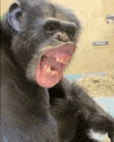 Monkey Ape GIF - Monkey Ape Smile GIFs