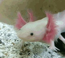 axolotl dafuq confused reaction aquarium
