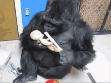 Baby Sitting Monkey GIF - Baby Sitting Monkey Koko GIFs