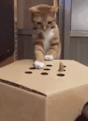 frustrated cat gif