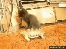 Turtle Cat GIF - They See Me Rollin Rollin Turtle GIFs