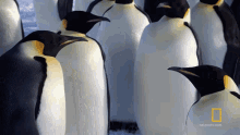 Penguins In A Group Emperor Penguins GIF