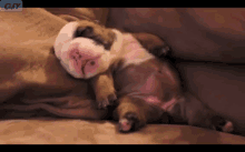 Bulldog Puppy Runs In His Sleep GIF - Bull Dog Puppy Sleep GIFs