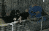a blue stuffed animal is behind a fence with two people sitting on it