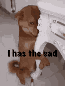 Dog Sad GIF