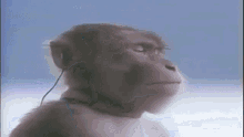 Macaco Ouvindo Musica Macaco GIF - Macaco Ouvindo Musica Macaco Macaco Mp3 GIFs
