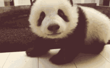 panda hello hi cute animals