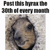 a picture of a squirrel with the words post this hyrax the 30th of every month on the bottom