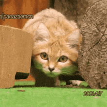 Sandcat Sand Cat GIF