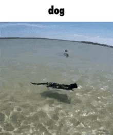 Dog Dog Swim GIF - Dog Dog Swim Dog Swimming GIFs