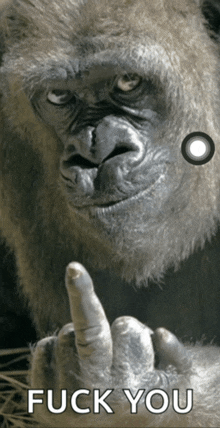 a gorilla giving the middle finger with the words fuck you below