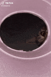 Cat Car GIF - Cat Car Meme GIFs