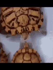 Turtle Nails GIF - Turtle Nails Nail GIFs