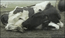 Cow Drink GIF
