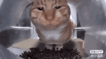Cat Punch Cat Eating GIF - Cat Punch Cat Eating Meow GIFs